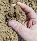 Ein plattig ausgeprägtes Bodengefüge beeinträchtigt das Wurzelwachstum massiv.