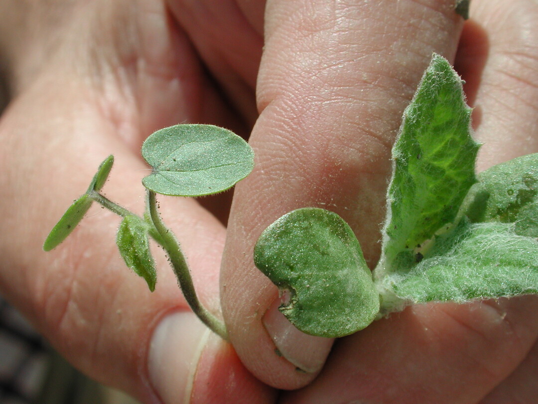 Vermehrt treten Exoten innerhalb des Unkrautspektrums in Erscheinung – hier die Schönmalve (Abutilon)- dieser Schlag ist regelrecht verseucht und muss aus der Rübenfruchtfolge genommen werden, da eine chemische Bekämpfung nicht möglich ist.