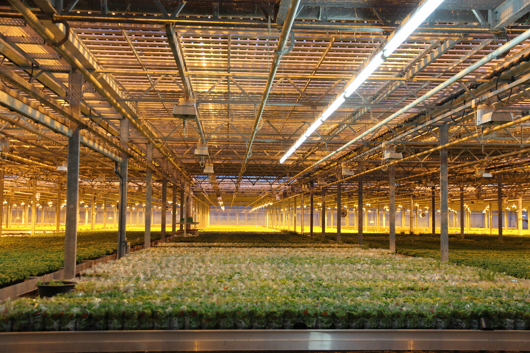 Im unteren Stock erm�glicht Kunstlicht das Wachstum der Pflanzen.