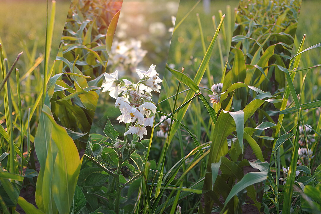 Eine Fruchtfolge bringt vielleicht nicht jedes Jahr den maximalen Deckungsbeitrag pro Hektar, hat aber langfristige Vorteile.