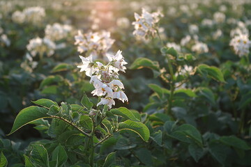 Deiquat wurde unter anderem im Mittel Reglone zur Krautabtötung in Kartoffeln eingesetzt.