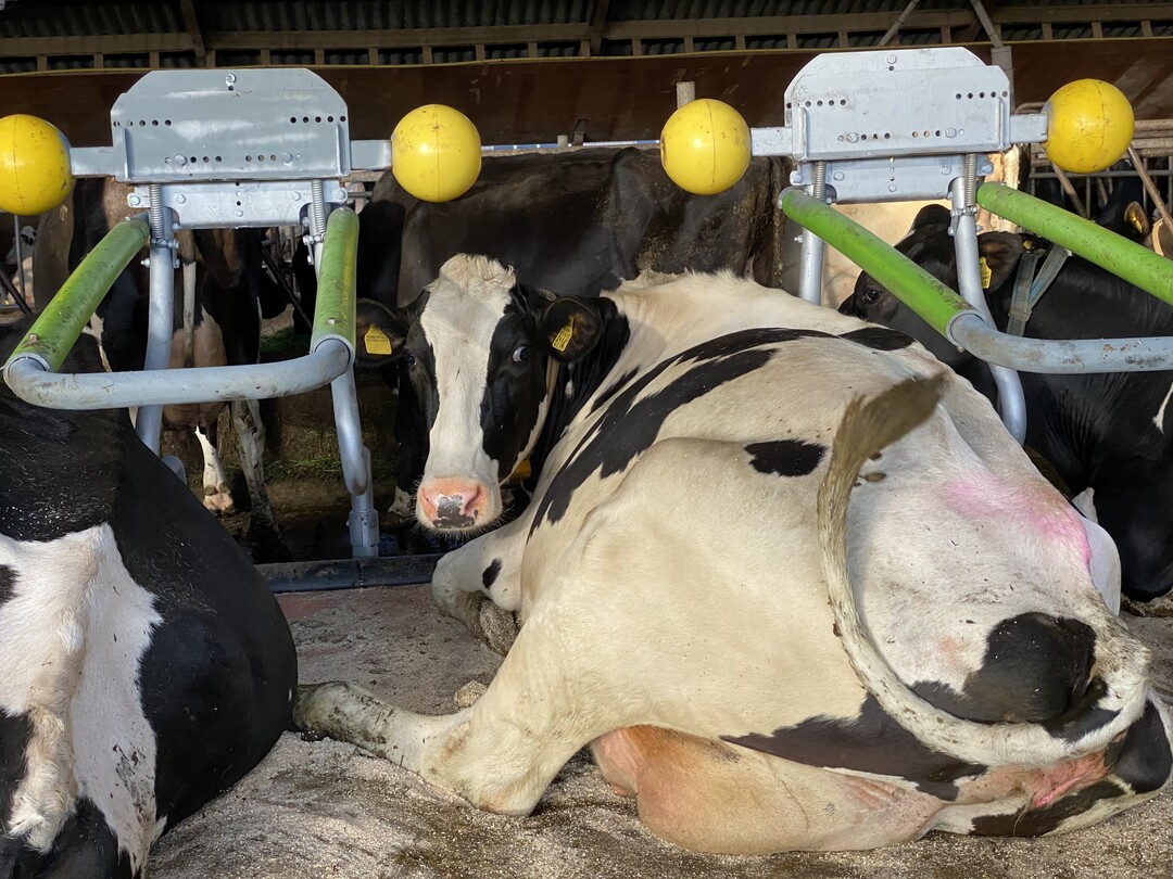 Der Liegeboxenbgel Dreamstall des Herstellers Cowhouse International B.V. ermglicht es den Khen, in den Liegeboxen nahezu frei zu stehen und sich in ihren Bewegungen natrlicher zu verhalten. Die Besonderheit liegt laut dem Unternehmen darin, dass bei diesem Liegeboxendesign auf das klassische Nackenrohr und die herkmmlichen, klassischen Trennbgel verzichtet wird. Das Nackenrohr wird durch zwei flexible, kugelfrmige Krper ersetzt, die die stehende Kuh im Schulterbereich steuern. Dies ermglicht es der Kuh, in einer Lcke frei und mit erhobenem Kopf auch in der Liegebox zu stehen. Die herkmmlichen Trennbgel wurden durch zwei horizontale und flexible Fhrungsrahmen ersetzt, die die stehende Kuh in eine zentrale Standposition fhren.