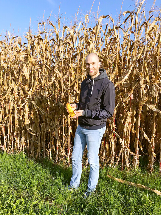 Noch nicht siliert: Hochgewachsener Futtermais Ende Oktober 2022 vor dem Drusch.