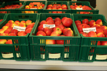 Die Elstar-Mutanten PCP und Elrosa frben besser als der am Bodensee bislang noch vorherrschende Elstar Elshof. 