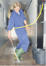 Wer seine Schweine schützen möchte, sollte auf entsprechende Hygiene achten.