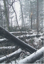 Nur wirtschaftlich schadhaft ins Gewicht fallende größere Lücken, Löcher oder Kahlflächen können als Kalamitätsnutzung geltend gemacht werden.