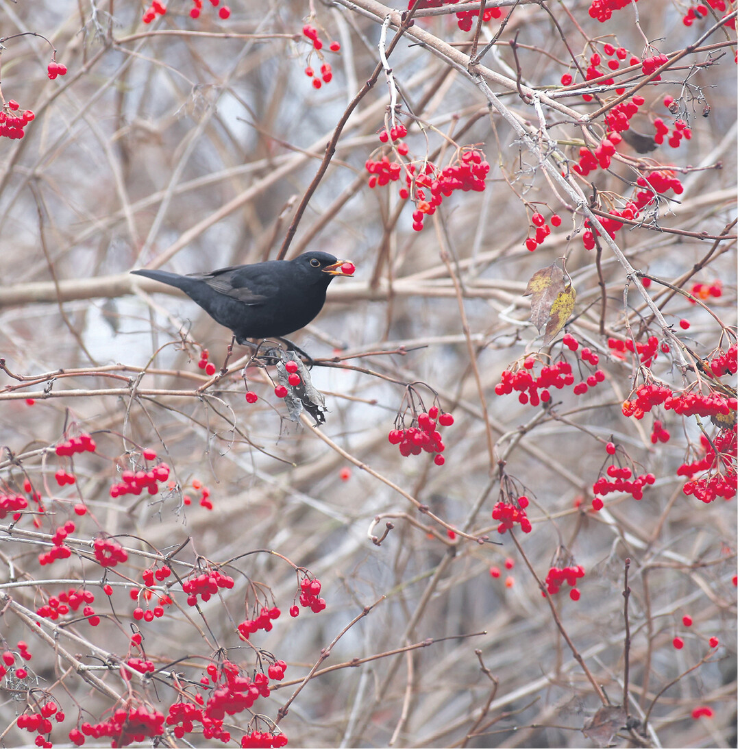 Rot ist die Farbe mit hoher Signalwirkung. Sie warnt oder lockt an, wie hier diese Amsel zum Festmahl. Die Natur hat das ganz listig eingerichtet: Auf diesem Weg werden die Samen in der fleischigen Frucht durch Vögel weiterverbreitet.