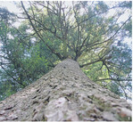 Tannen sind die immergrünen Riesen unserer Wälder. Die rund 230 Jahre alte Großvatertanne bei Freudenstadt überragt mit ihren 45 Metern alle umgebenden Bäume.