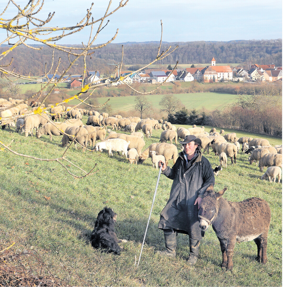 Den Schafen auf dieser Weide bei Zell-Bechingen können Kälte und Nässe nichts anhaben. Ihre fetthaltige Wolle schützt sie bestens. Wer einen Lodenmantel aus gefilzter Wolle hat, weiß, wie schön der wärmt. Jetzt haben auch einige Hersteller von Wäsche und Outdoorkleidung die positiven Fasereigenschaften der Schafwolle entdeckt und bieten modische Textilien und Funktionswäsche an.