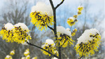 Hamamelis gilt als Star unter den Winterblühern.