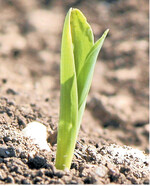 Sonnenlicht trifft auf einen Maiskeimling. Das Wetter beim Aufgang legt fest, wie Mais mit Stress und Nährstoffen umgeht.