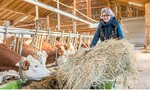 Milchkühe profitieren von grobfutterreichen Rationen. Zu viel Kraftfutter belastet den Stoffwechsel der Wiederkäuer.
