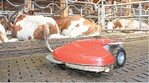 Die Milchviehherde lässt sich durch den Spaltenroboter nicht aus der Ruhe bringen.