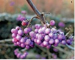 Der attraktive Liebesperlenstrauch (Callicarpa) behält seine violetten Früchte bis weit in den Winter hinein.
