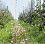 Produktionsintegrierte Kompensationsmaßnahmen bieten Potenzial für Naturschutz und Landwirtschaft.