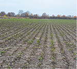 Hitzestress, Wassermangel und Schädlinge schädigten die Rübenbestände wie hier im Rheintal.