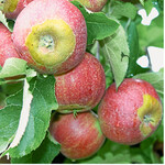 Durch den Klimawandel werden Spätfröste zunehmen. Neben der Gefahr erfrorener Blüten können Qualitätsmängel an den Früchten durch Frostringe oder -zungen auftreten.