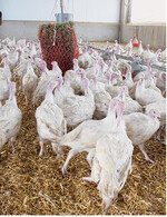 Stress vermeiden durch optimale Fütterungs- und Haltungsbedingungen.