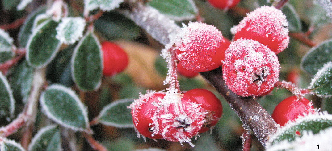 Von Raureif umhüllt, bezaubern die Beeren der Strauchmispel.