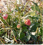 Hagelschaden an Erdbeeren.