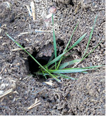 In jungen Weizenbestäden fallen die Nester von Feldmäusen leicht auf. Wer die Tiere mit Giftködern bekämpfen will, muss einiges beachten.