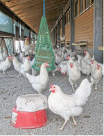 Bedarfsgerechte Versorgung hält die Hühner gesund und schont die Umwelt.