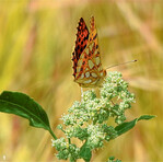 Die Raupe des Kleinen Perlmutterfalters () frisst ausschließlich an Acker-Stiefmütterchen, die es immer seltener gibt.