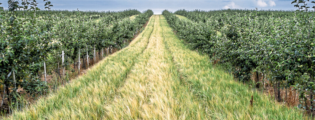 Moderne Agroforstsysteme können die Wertschöpfung eines Standortes mittel- und langfristig steigern.