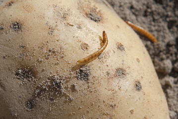 Vor allem in wrmeren Lagen Baden-Wrttembergs ist der Drahtwurmbefall in den vergangenen
Jahren zu einem ernsten Problem geworden. 