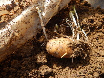 Bereits Frhkartoffeln unter Folie werden massiv von Drahtwrmern befallen, vor allem bedingt durch die aus den sdeuropischen Lndern eingewanderte Art Agriotes sordidus. Diese weist einen viel krzeren Entwicklungszyklus auf und ist sehr gefrig. 