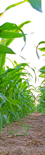 Niedrige Temperaturen führten 2021 zu einer späteren Aussaat der Versuche.