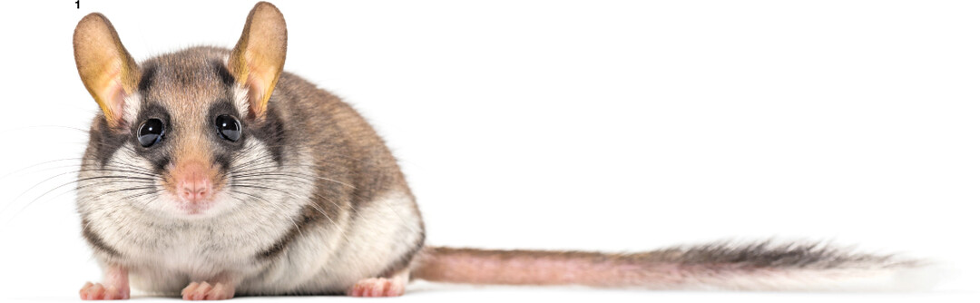 Der Gartenschläfer ist ein Bilch etwas Maus und etwas Hörnchen.
