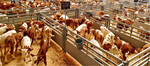 Kälber an der Auktion in Ilshofen.