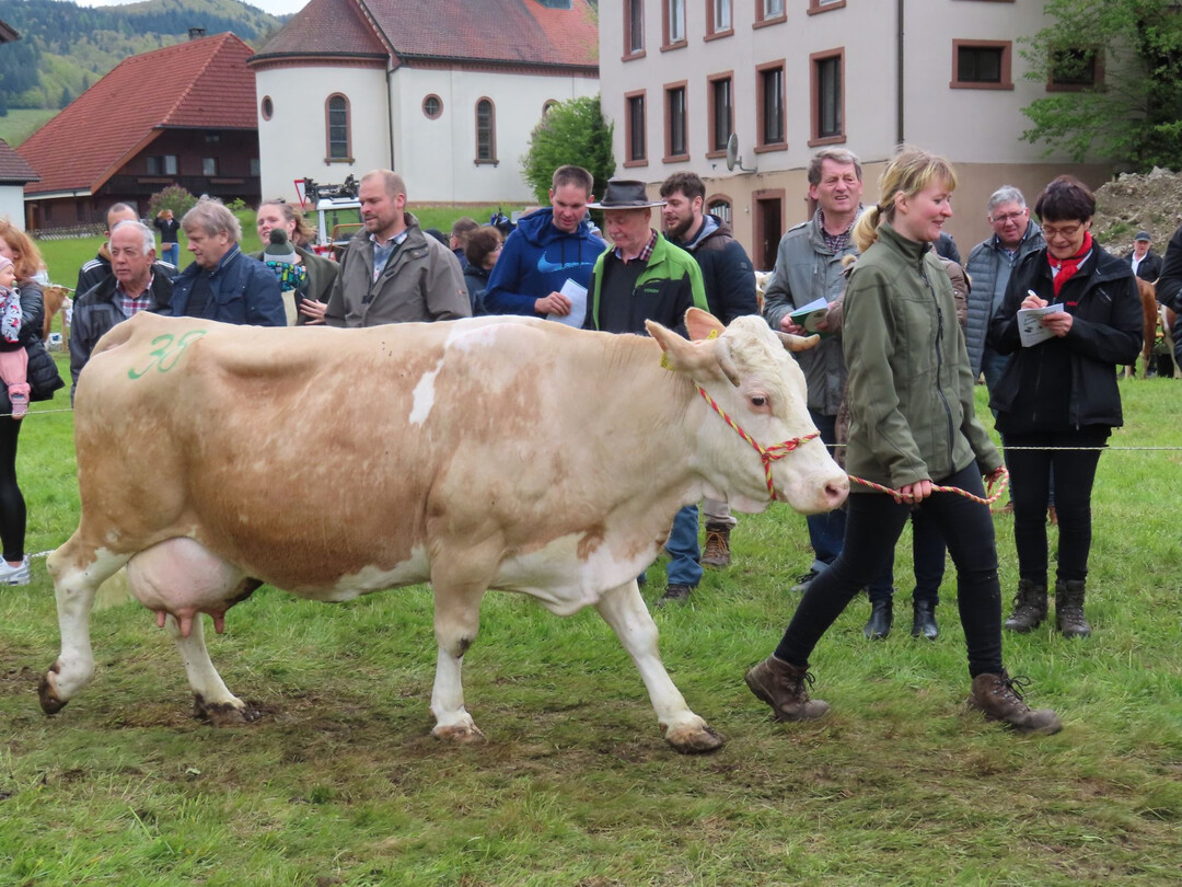 Altkuhsiegerin und Miss Hinterwlder "Galina" von Hubert Schtzle, Todtnau-Prg.