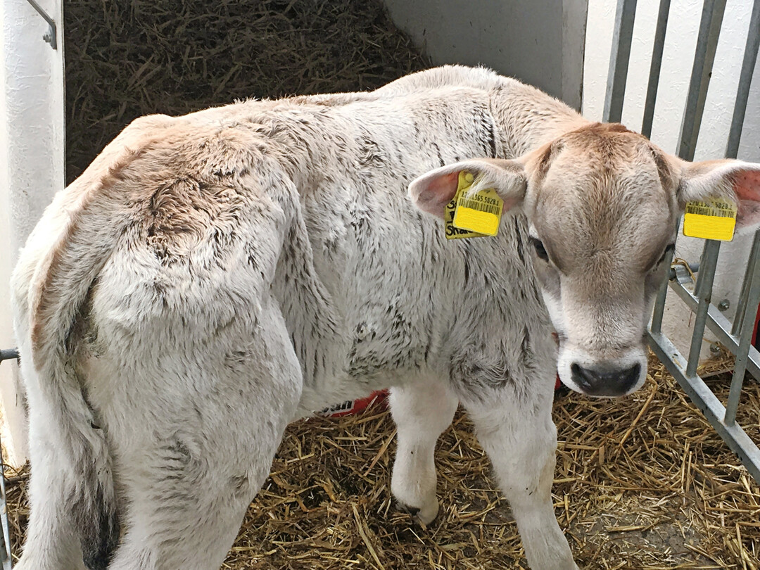 2 Krankes Kalb mit eingefallenen Flanken und zu groem Kopf.