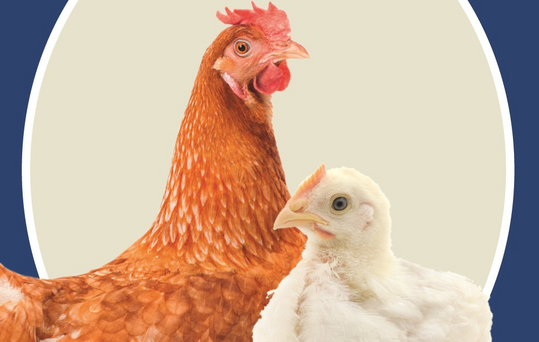 Die Themen der meistgelesenen Fachbeitrge zeigen, dass Nachhaltigkeit, Tiergesundheit, Tierwohl und innovative Technologien die zentralen Interessen der Geflgelbranche sind. 