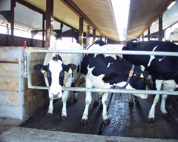 QM-Milch-Betriebe werden knftig als Prfsystem fr das Herkunftszeichen Deutschland anerkannt. 