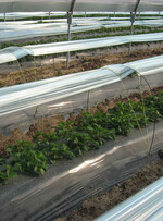 Mit Minitunneln im begehbaren Folientunnel lassen sich Erdbeeren deutlich verfrühen, allerdings ist das Verfahren auch teuer.