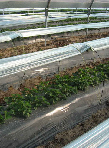 Mit Minitunneln im begehbaren Folientunnel lassen sich Erdbeeren deutlich verfrhen, allerdings ist das Verfahren auch teuer. 