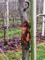 Massiver Befall durch Obstbaumkrebs, der zwingend zu sanieren ist.