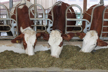 Nicht mehr nur hohe Energiegehalte sind in Grassilagen für Milchkühe gefragt. Bei steigenden Preisen für Eiweißfuttermittel sollte auch der Rohproteingehalt stimmen.