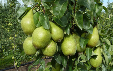 Xenia macht Kilos: Durch die gute Fruchtbarkeit der Sorte sind Erträge von bis zu 70 t/ha möglich. Nachteilig ist die Übergröße bei zu schwachem Behang.