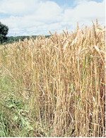 Es werden sich die Umweltbedingungen so verändern, dass wir mit neuen Sorten zufrieden sein müssen, die das dann aktuelle Ertragsniveau halten," meint