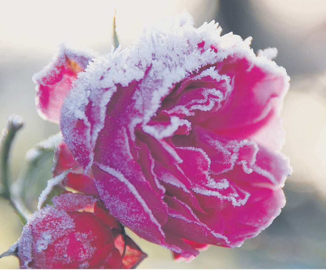 Im sanften Licht des frostigen Morgens glitzern feinste Eissplitter an der purpurfarbenen Rosenblüte.