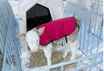 Kälber benötigen nach der Geburt schnell hochwertiges Kolostrum. In dick eingestreuten Iglus, und bei Minusgraden gerne auch mal mit einer Decke, starten Kälber gesund ins Leben.