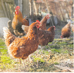 Damit sich Geflügel nicht mit den Vogelgrippe-Erregern ansteckt, müssen die Tiere derzeit aufgestallt werden.