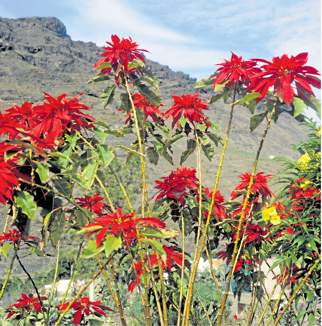 bild der woche Weihnachtssterne gibt es nicht nur im Blumenladen. Urspünglich stammen die Wolfsmilchgewächse aus Südamerika. Mit Alexander von Humboldt gelangten sie nach Europa und auf die Kanaren, wie hier nach Teneriffa. Dass sie keine grünen Laubblätter haben, kommt in der „freien Wildbahn" recht häufig vor: Manche tropische Gehölze und Bäume blühen erst, bevor die Laubentwicklung folgt. Übrigens, die Blüten sind die kleinen gelben Knubbel in der Mitte der roten Hochblätter. Diese sollen nur die Bestäuber anlocken.