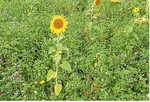 Artenvielfalt und Biodiversität zogen sich als roter Faden durch die Jahrestagung der Landesanstalt für Landwirtschaft (LfL). Viele Pflanzen bilden einen bunten Blütenteppich, zum Beispiel neben den Sonnenblumen auch Rotklee und Weißklee, der eine wahre Futterweide für Insekten ist.