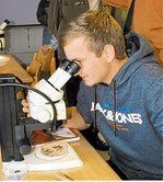 Manuel Lorinser am Stereomikroskop untersucht Kirschessigfliegen.