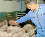 Die Schlachtzahlen sinken, aber wirtschaftlich bleiben die Zeiten für Schweinehalter schwierig.